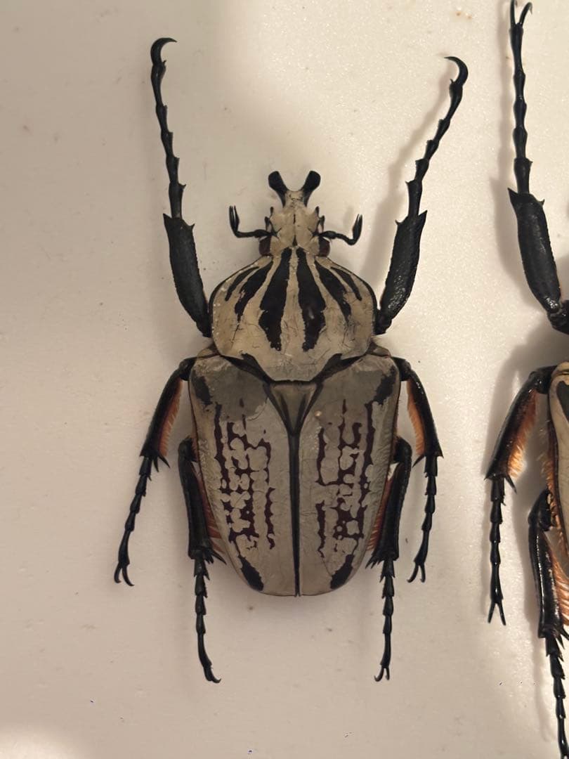 みゆみゆ様ご確認用