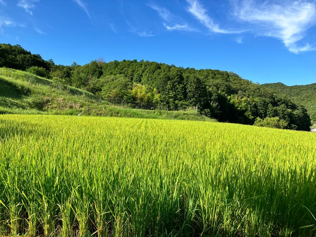 令和7年産【丹波篠山コシヒカリ】白米10kg 7年産も極上米/食味値87点