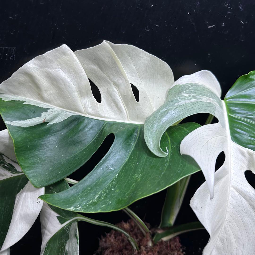 c*n様 モンステラ斑入りハーフムーンホワイトタイガー極美斑入り　　 47cm