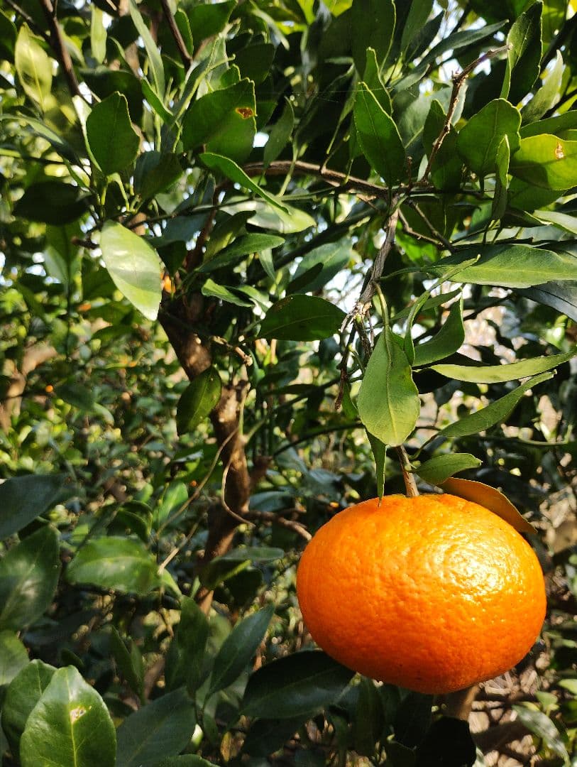 甘平　カンペイ　5kg　#2