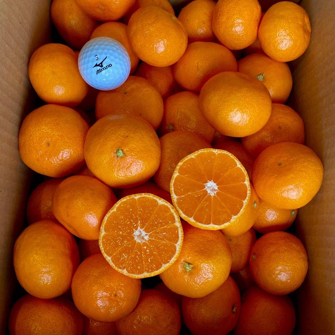 ⑤温州みかん 樹熟大坊みかん 秀品(贈答品同様)2S、Sサイズ10kg