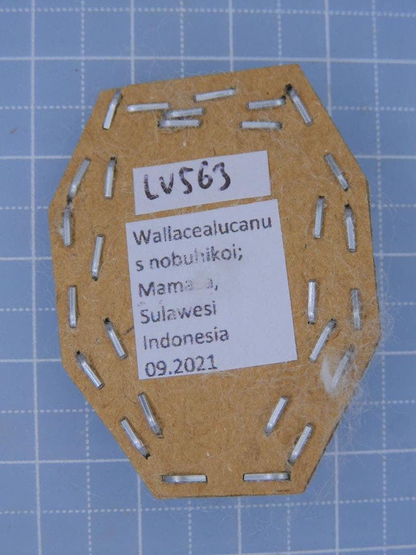 標本 Odontolabis nobuhikoi rare 24mm