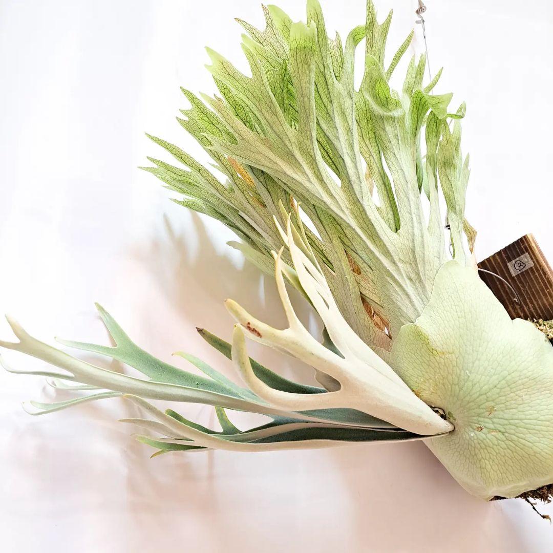 P.veitchii sp sporeling TIP#2 株分 板付