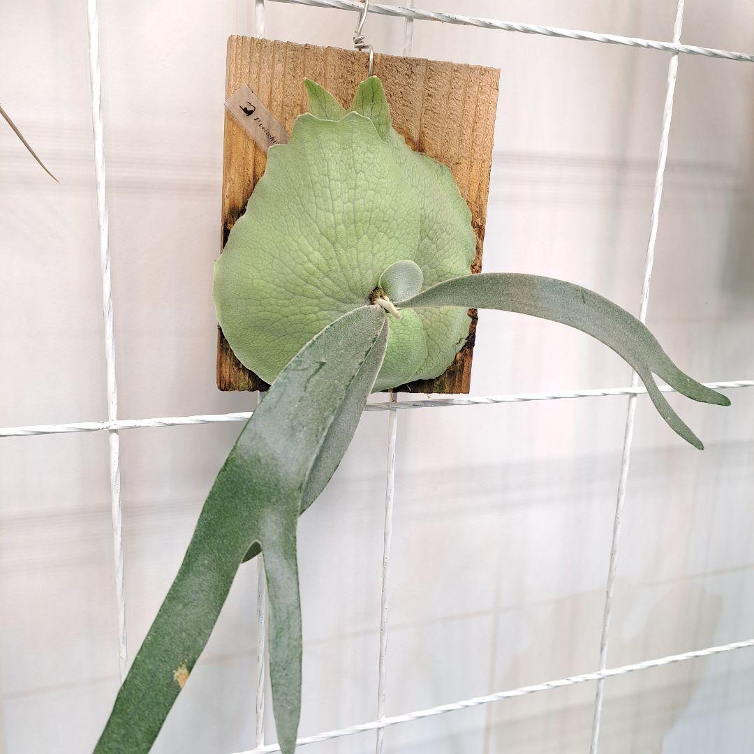 P.veitchii sp sporeling TIP#2 株分 板付