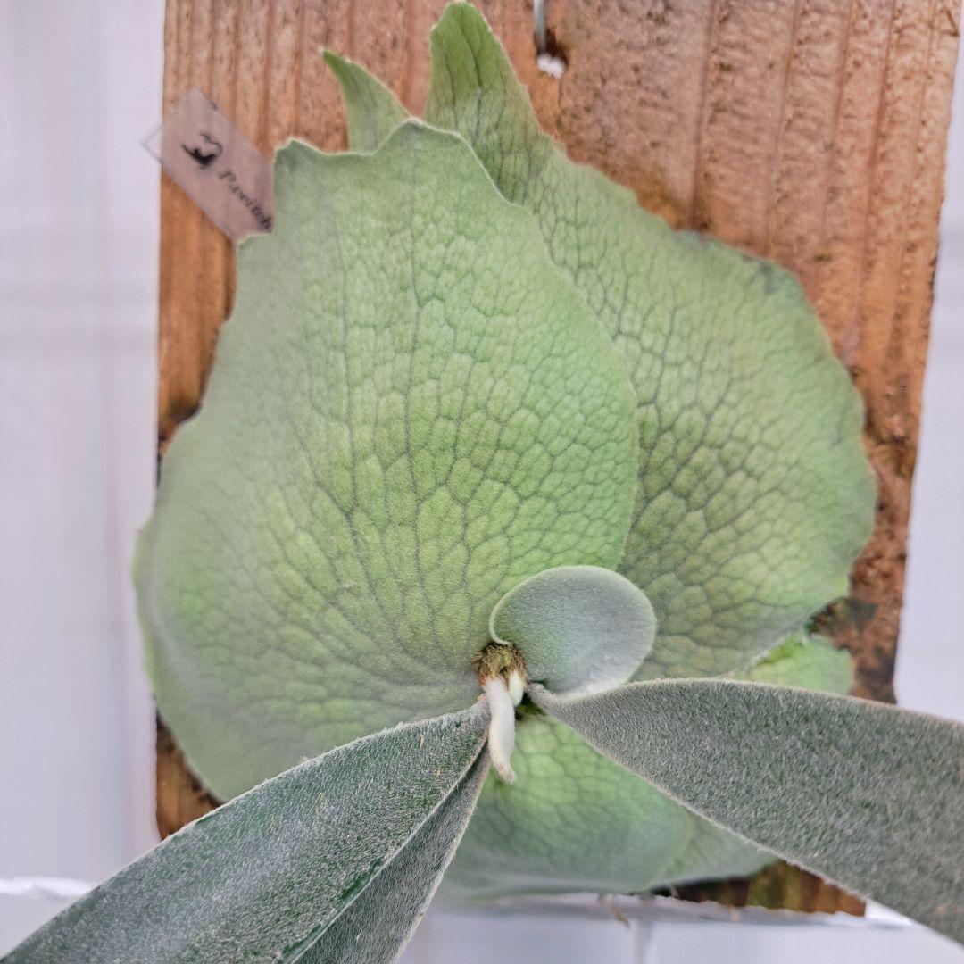 P.veitchii sp sporeling TIP#2 株分 板付