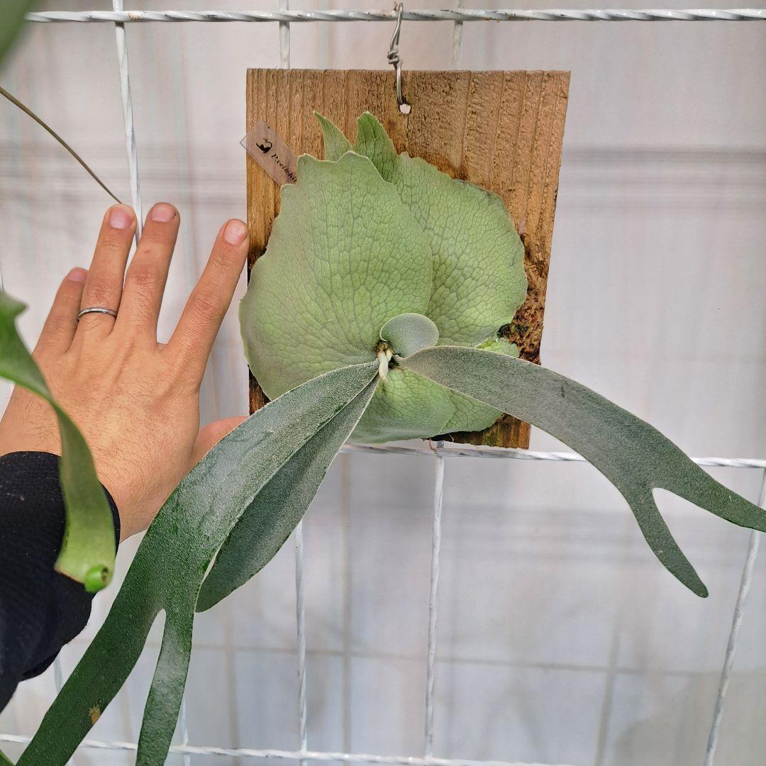 P.veitchii sp sporeling TIP#2 株分 板付