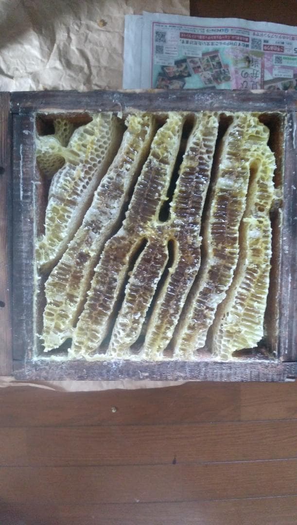 日本ミツバチ百花蜜　1000ｇ２本