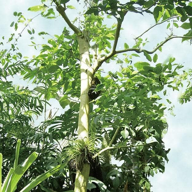 POLA GROWING SHOT グラマラスケア シャンプー 10本セット