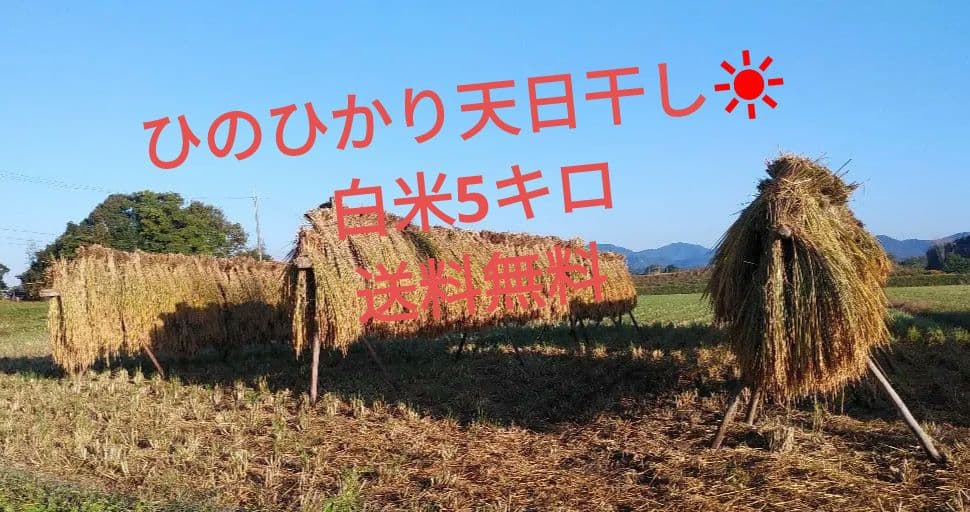 希少　令和7年　兵庫県産ヒノヒカリ 稲架掛け米(天日干し)玄米5キロ 農家直送