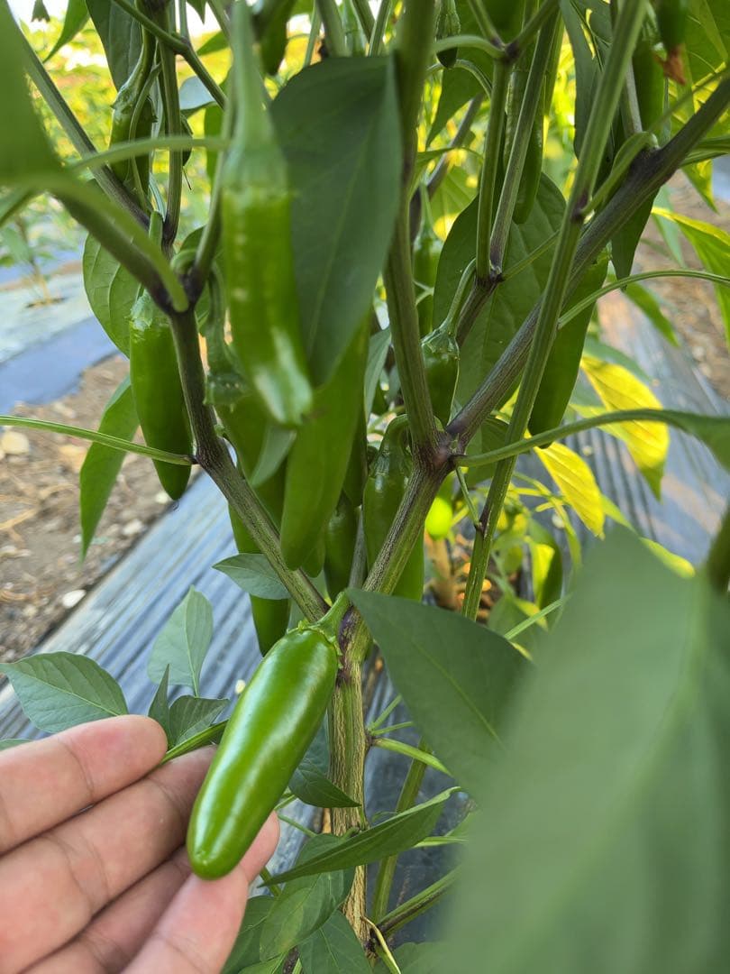 終了間際の今だけ価格！⑨栃木県産フレッシュハラペーニョ！箱込み約10kg