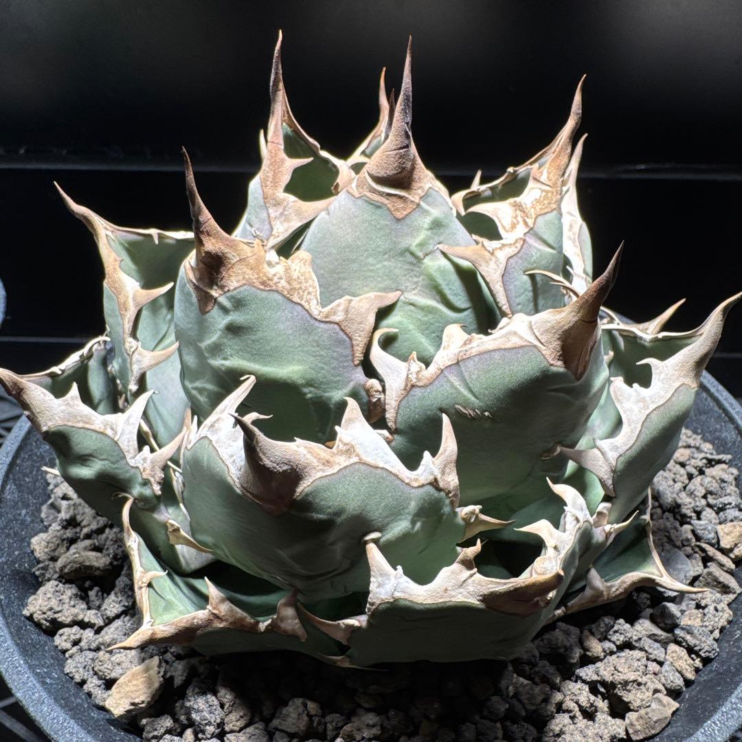 アガベ　チタノタ　姫厳龍　レッドキャット　SAD BB FO076 オテロイ