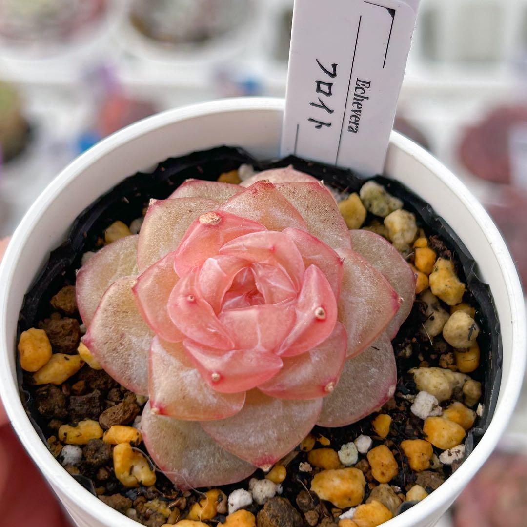 多肉植物　エケベリア　販売会　もんずページ