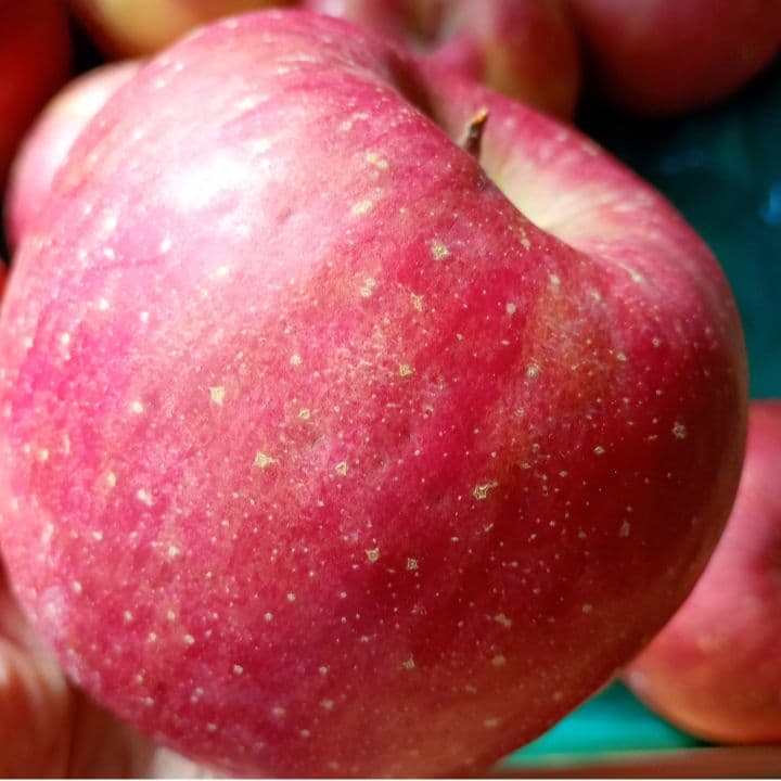 青森　ゴールド農園　葉取らずサンふじ　10キロ箱　赤特秀