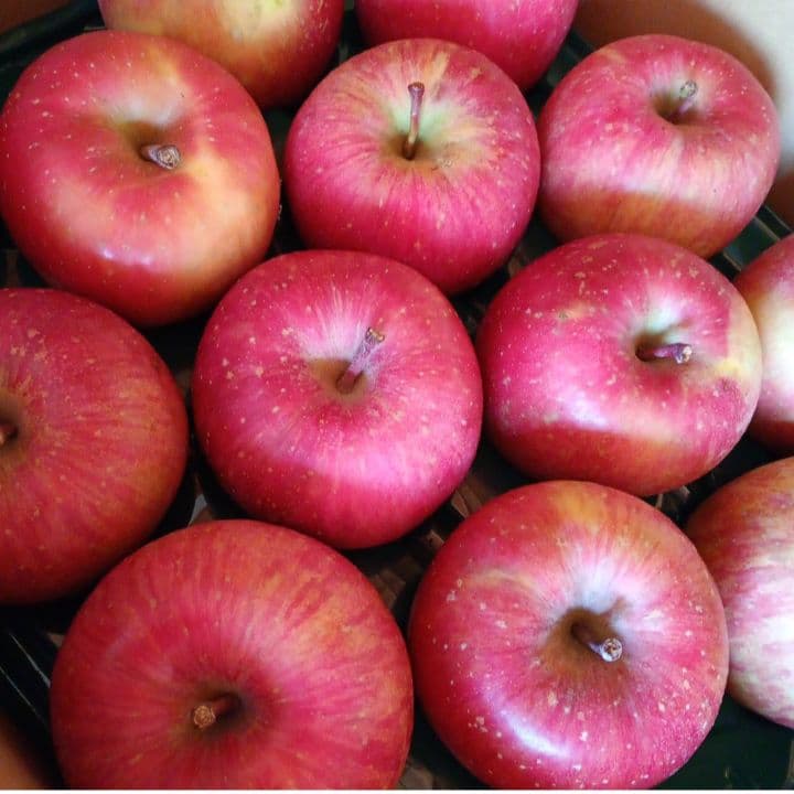 青森　ゴールド農園　葉取らずサンふじ　10キロ箱　赤特秀