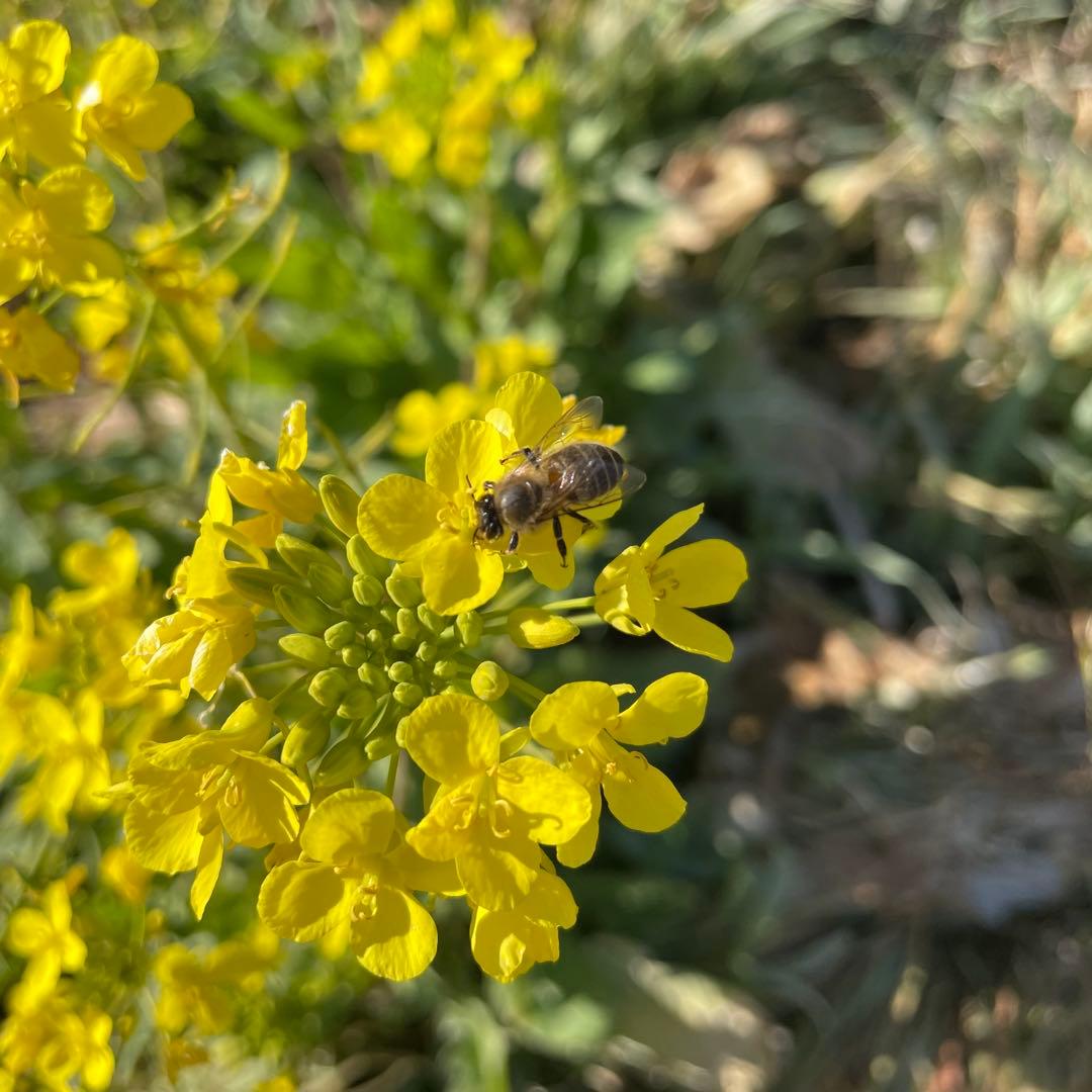 日本蜜蜂のハチミツ1100g×1本