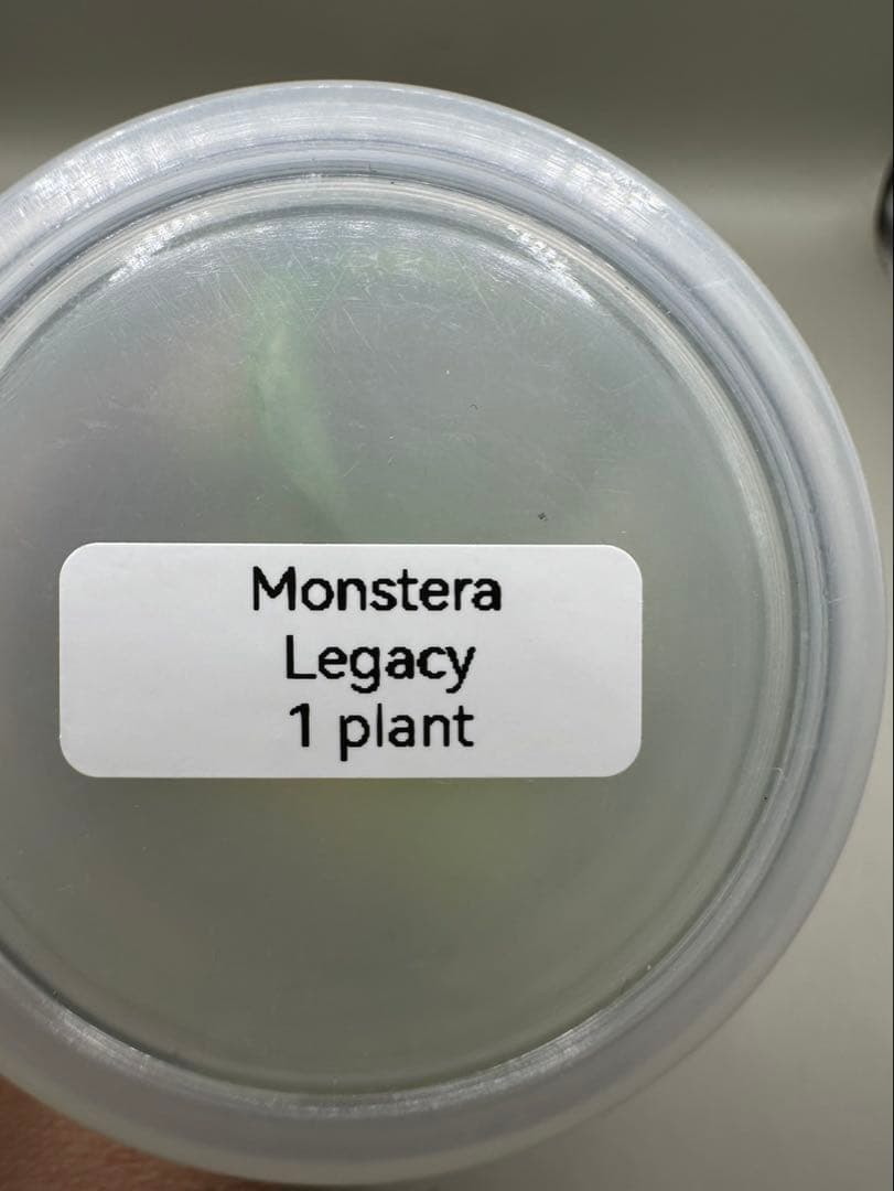 新春特価MonsteraLegacy モンステラ　レガシー 斑入り 散り斑TC株