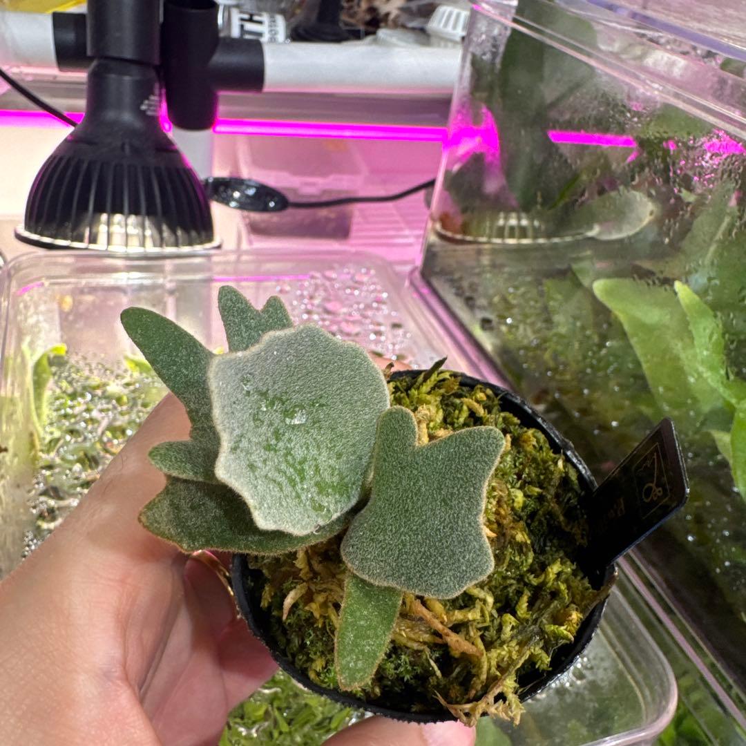 R*o様 エルブス　ウィリンキー　ビカクシダ　子株