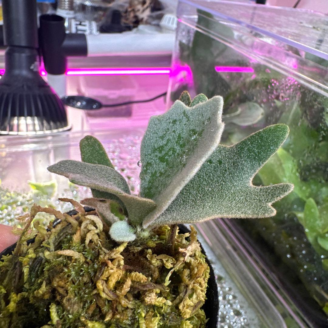 R*o様 エルブス　ウィリンキー　ビカクシダ　子株