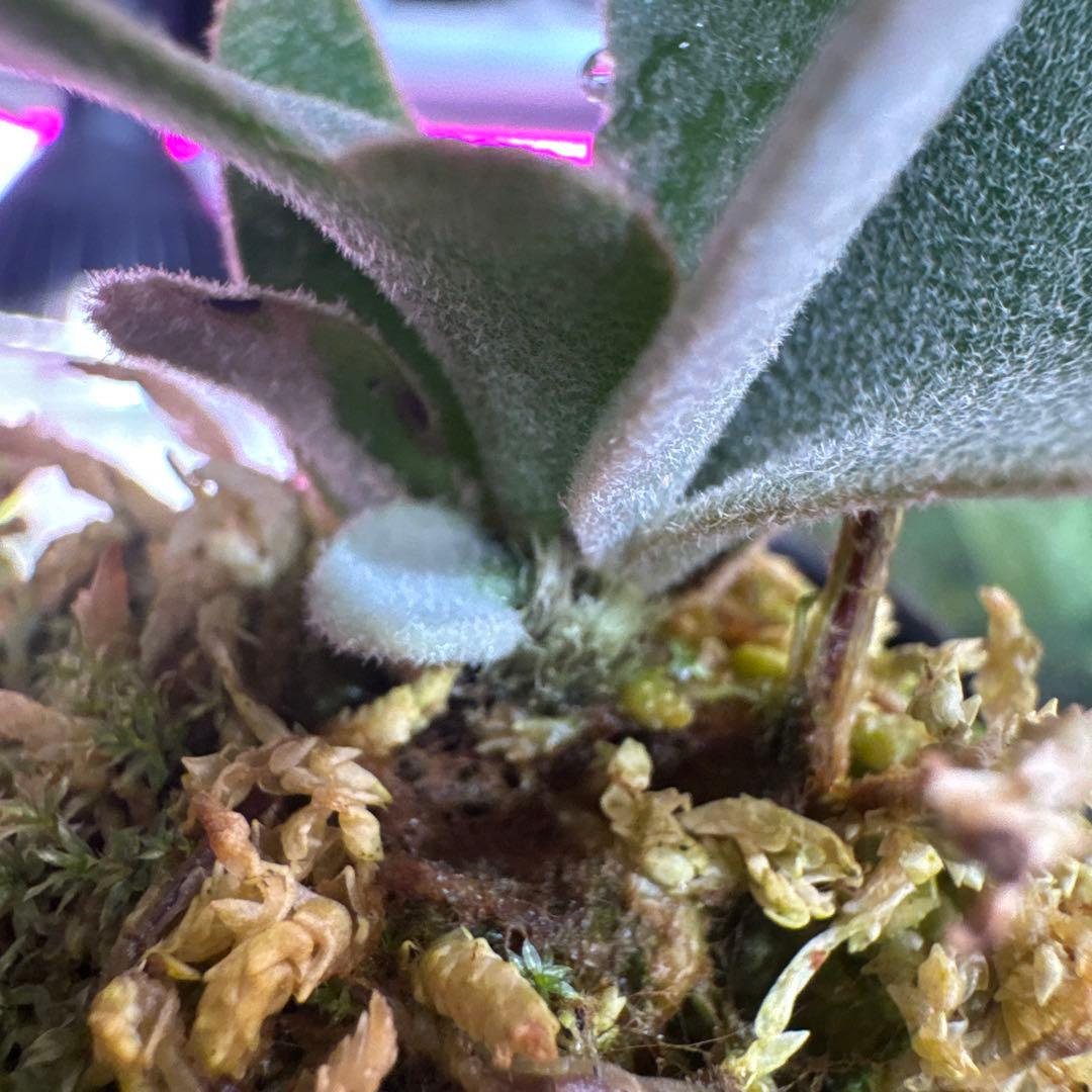 R*o様 エルブス　ウィリンキー　ビカクシダ　子株