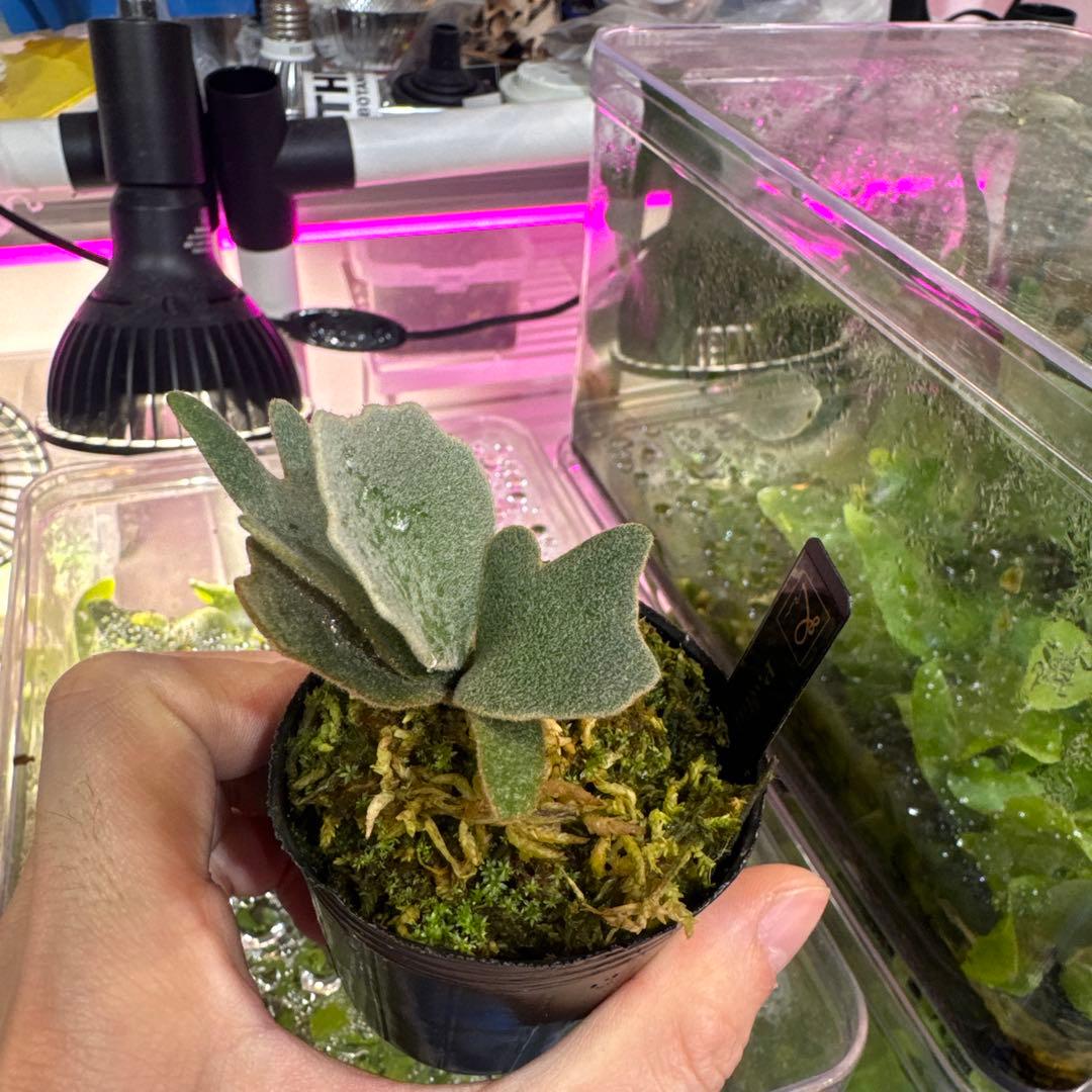 R*o様 エルブス　ウィリンキー　ビカクシダ　子株