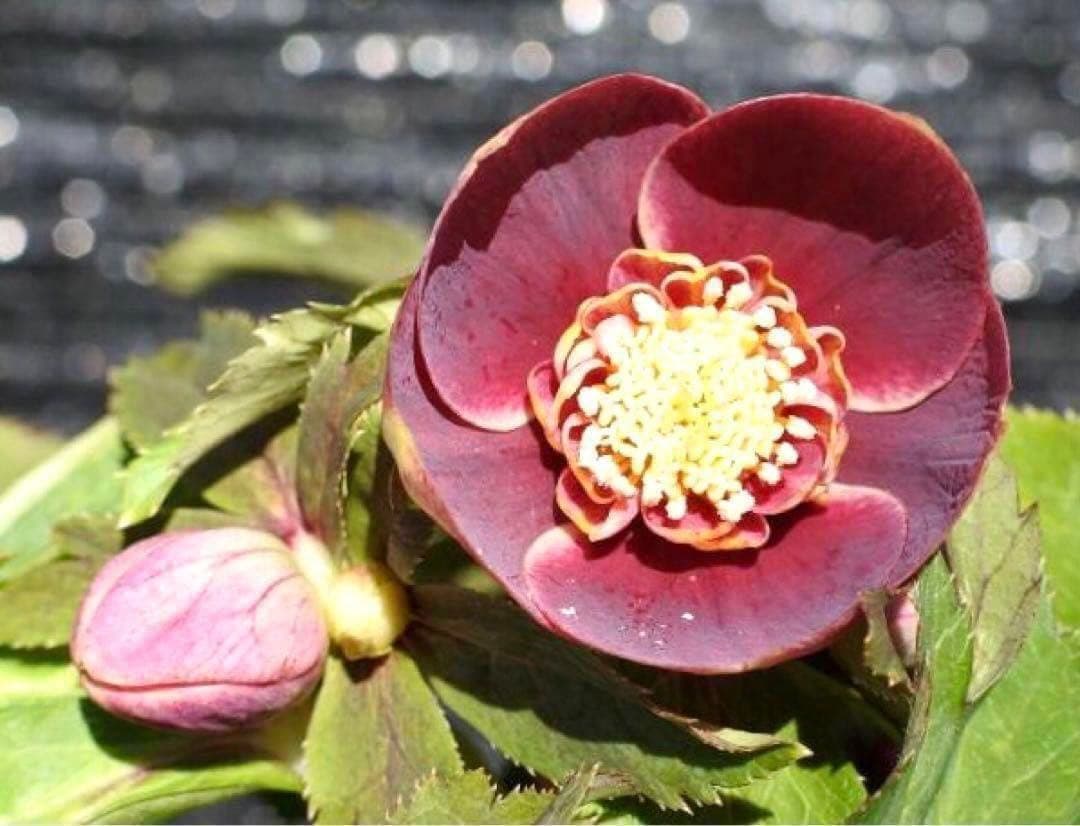 も*読様 3537☘️⭐️沢山⭐️蕾花付き☘️6号☘️極上☘️⭐️小輪⭐️ ハー