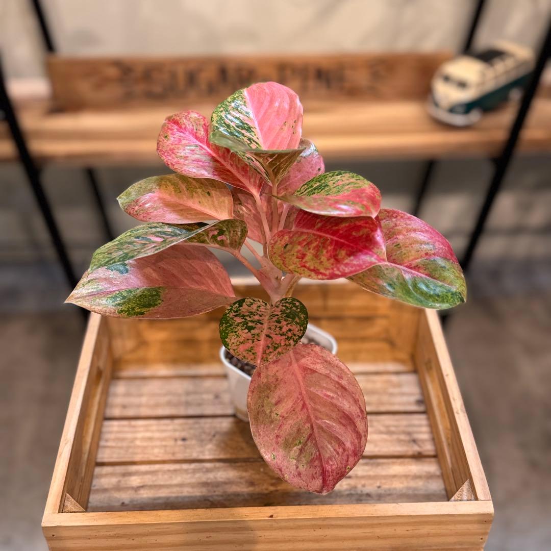 ろ*読様 31 アグラオネマ　ピンクイメリタス　上品な色合い　取り木可能サイズ