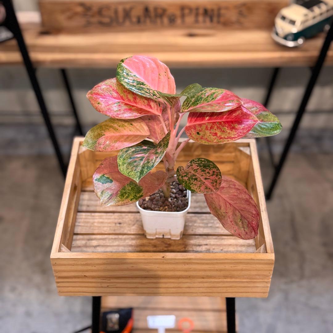 ろ*読様 31 アグラオネマ　ピンクイメリタス　上品な色合い　取り木可能サイズ