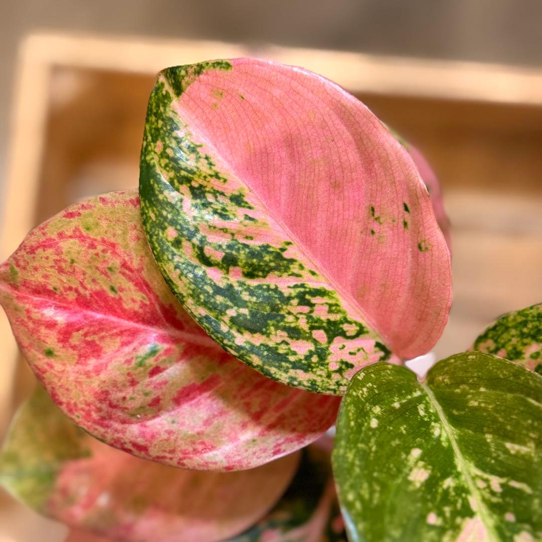 ろ*読様 31 アグラオネマ　ピンクイメリタス　上品な色合い　取り木可能サイズ