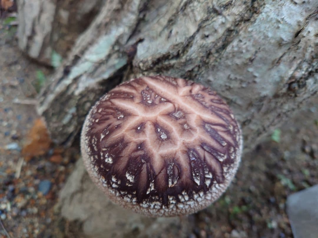 原木栽培椎茸　栽培キッド　超特大1本