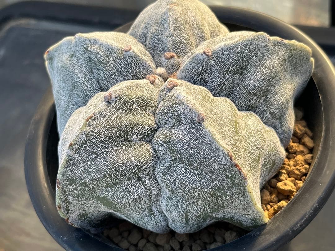 アストロフィツム　ストロンギロゴナム