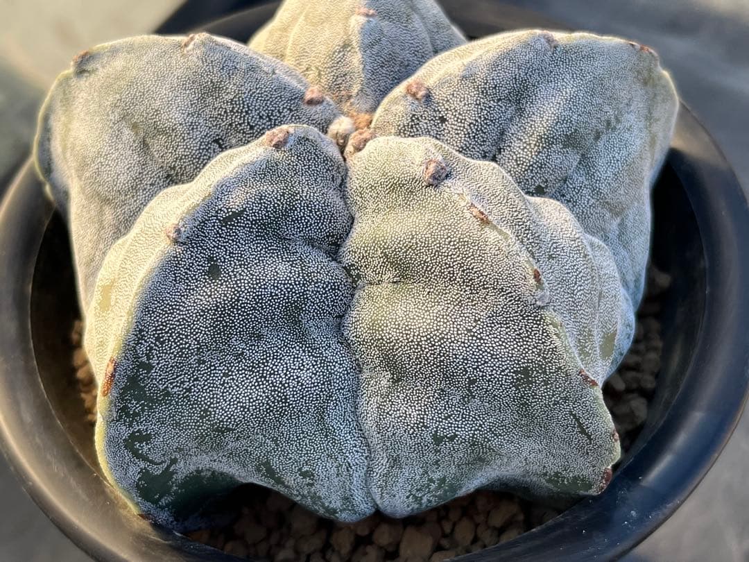 アストロフィツム　ストロンギロゴナム