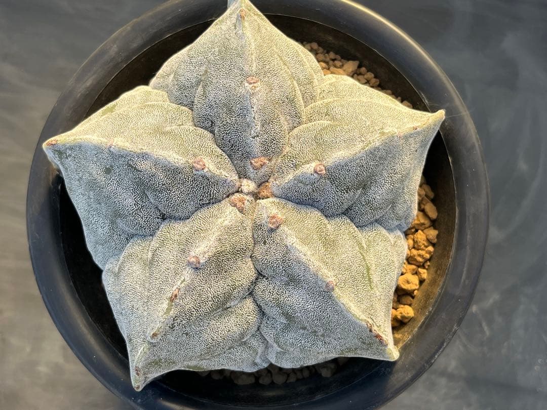 アストロフィツム　ストロンギロゴナム