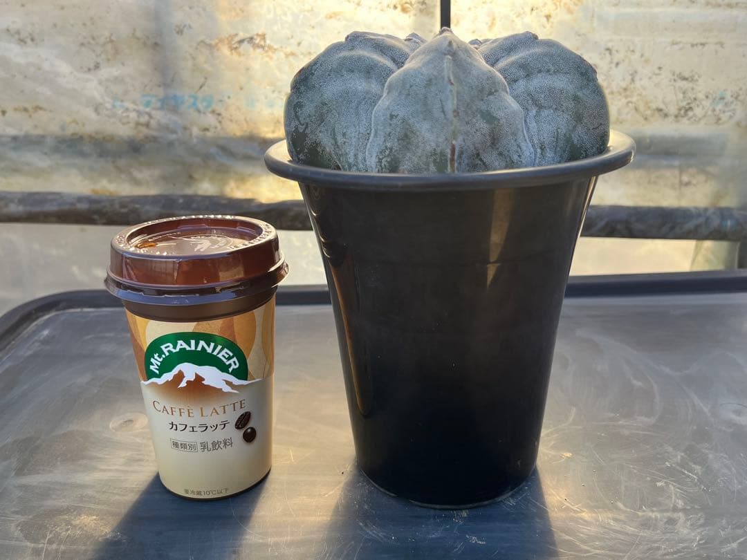 アストロフィツム　ストロンギロゴナム