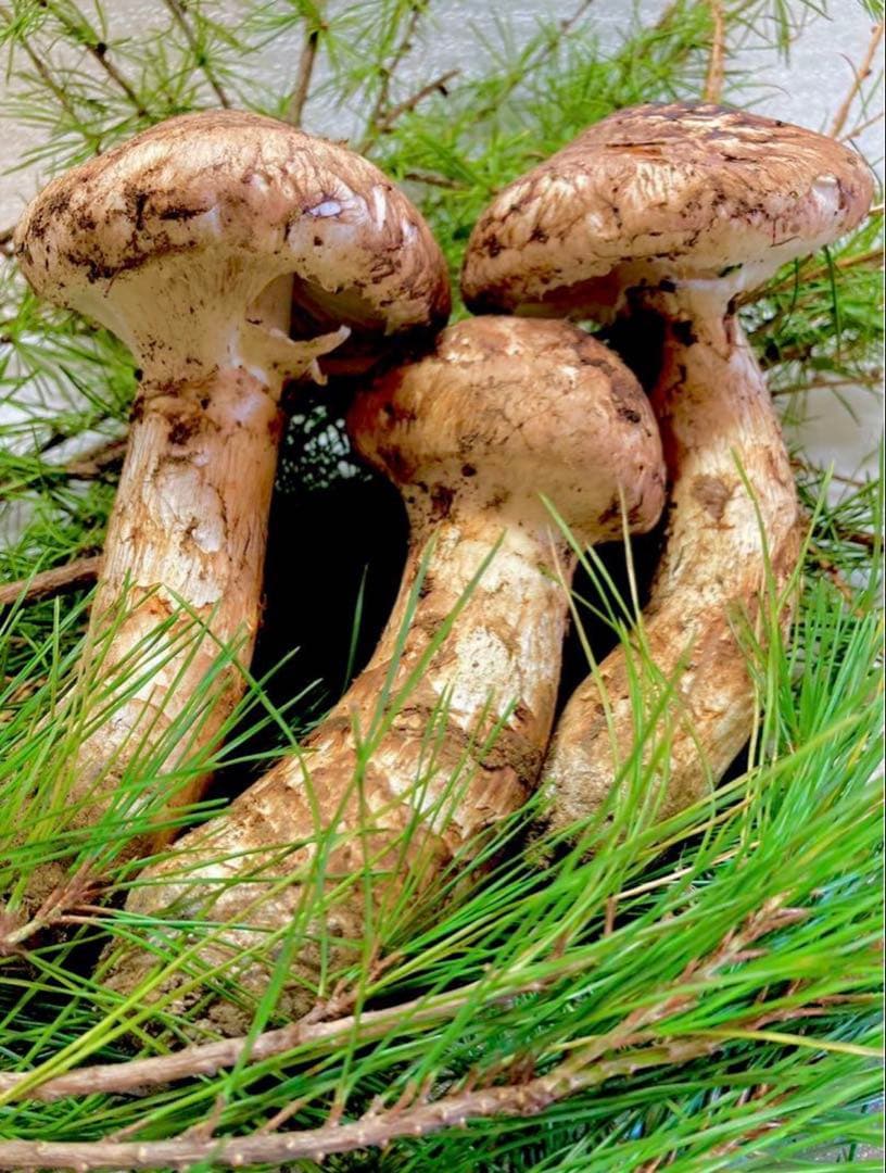 【大人気‼︎ 厳選300g】 本日採れ‼︎ 極上 国産 松茸◆クール便発送◆