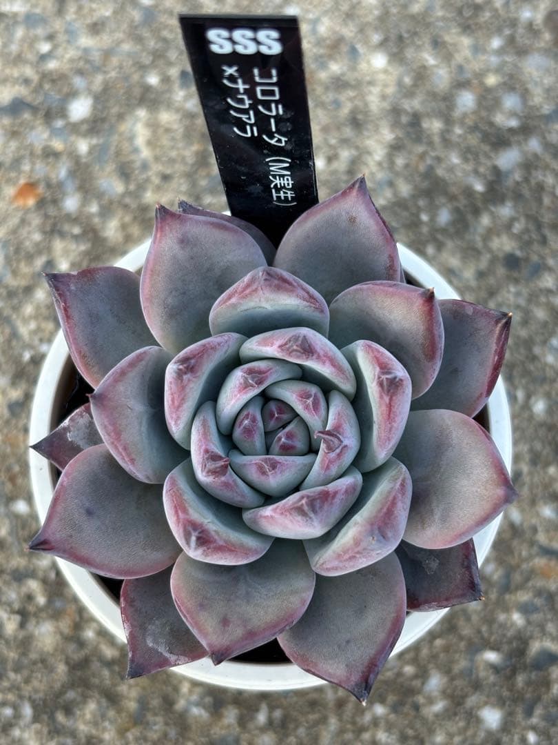 極上株 SSSさん苗 コロラータ（M実生）×ナウアラ 札付き 多肉植物