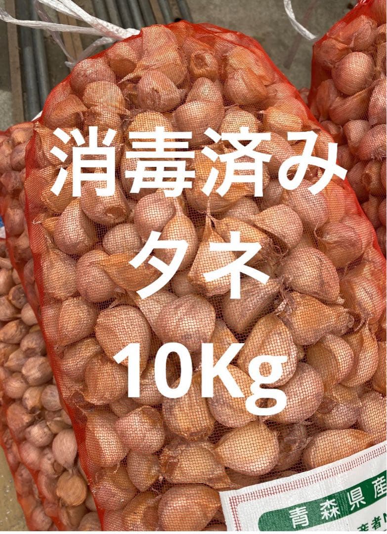 青森県にんにくタネ10Kg M消毒