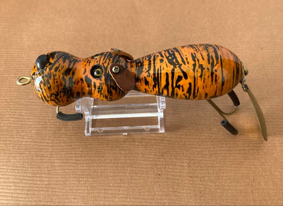 道楽 アナゴイヌ 虎 dowluck 桐箱付き