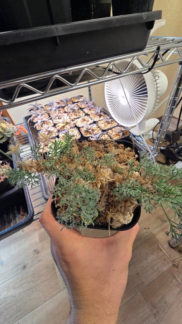 サウコカウロン　ペニクリナム　大株