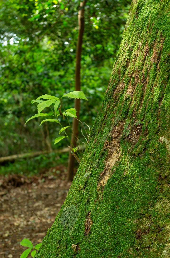 【S】【黒死病対策】【内臓電池交換】PENTAX K-30 ホワイト