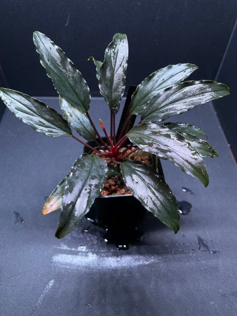 Homalomena aff. vittifolia \