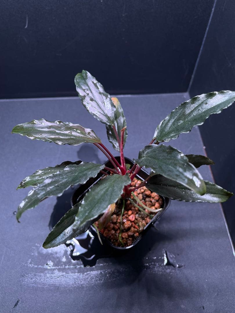 Homalomena aff. vittifolia \"赤備\" ホマロメナ　②