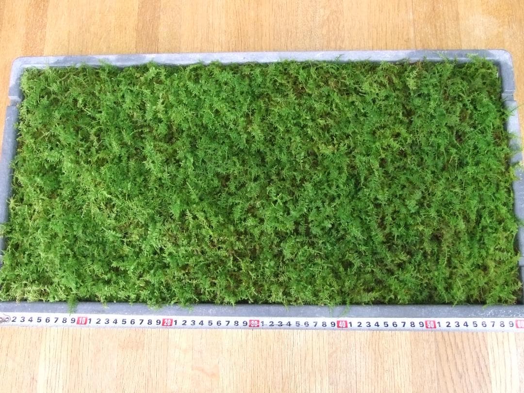 teru3　コケ各種5.5パレットとカサゴケ15本入1パック