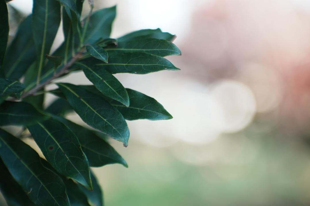 【神レンズ】動作◎ Jupiter-9 85mm F2 ロシアンレンズ 658