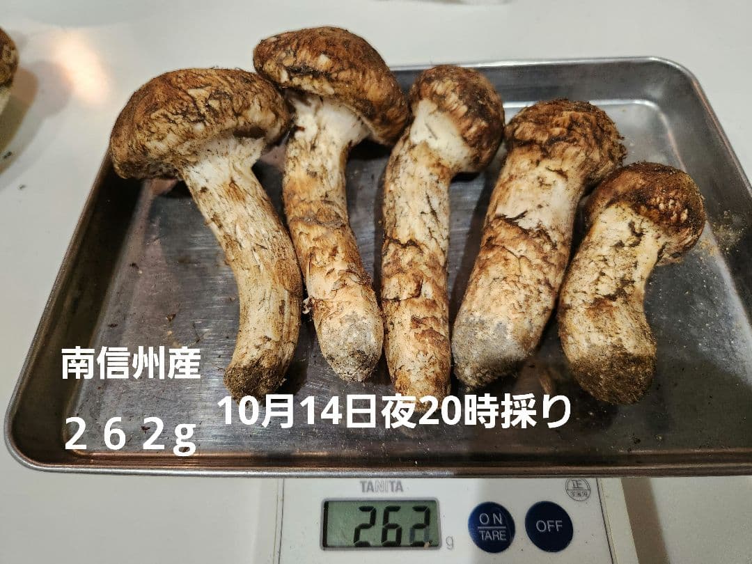 長野県産10月14日夜採り　 マツタケ 262g