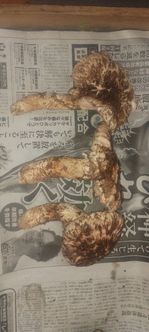 松茸　420㌘　岐阜県産