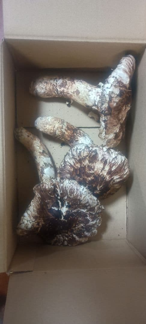 松茸　420㌘　岐阜県産