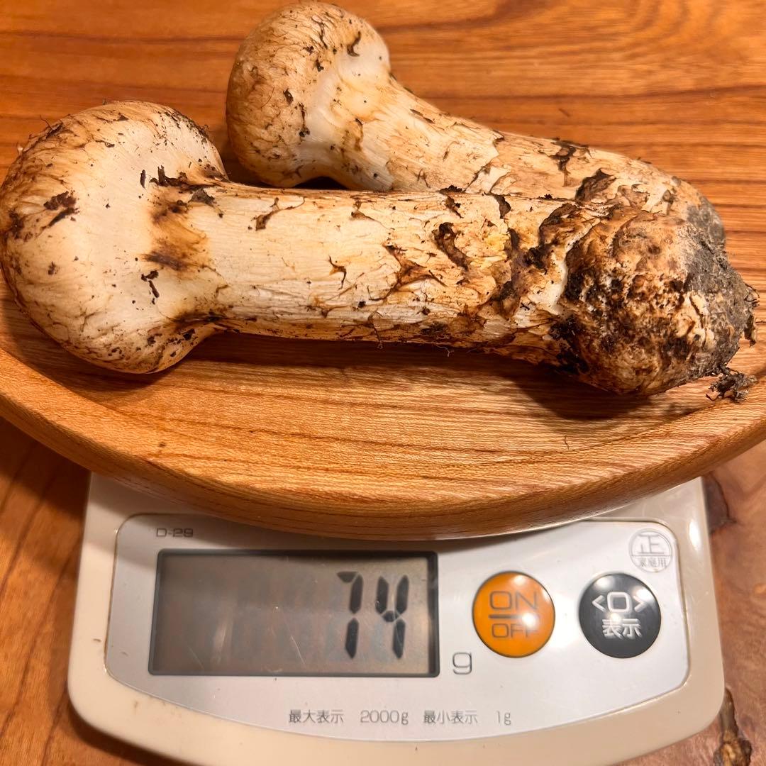国産松茸 つぼみ（色白・良型）　約74g