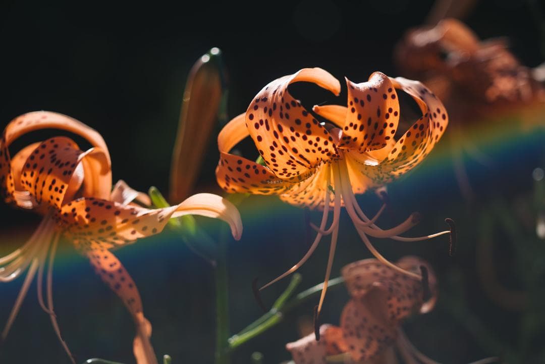 虹が出る！沈胴の巨人！Leica Elmar M 90mm F4 沈胴