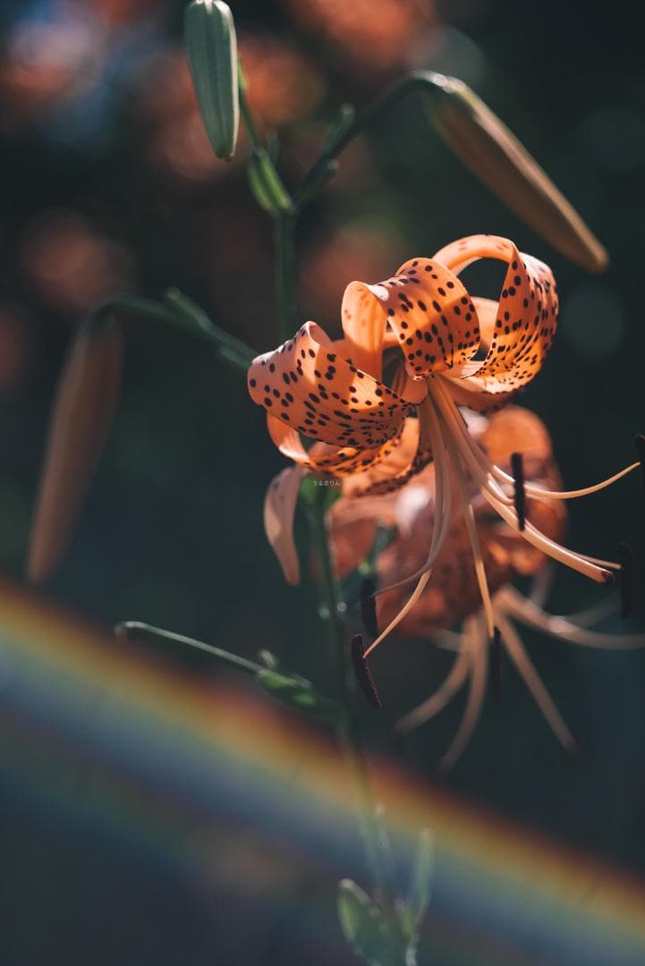 虹が出る！沈胴の巨人！Leica Elmar M 90mm F4 沈胴