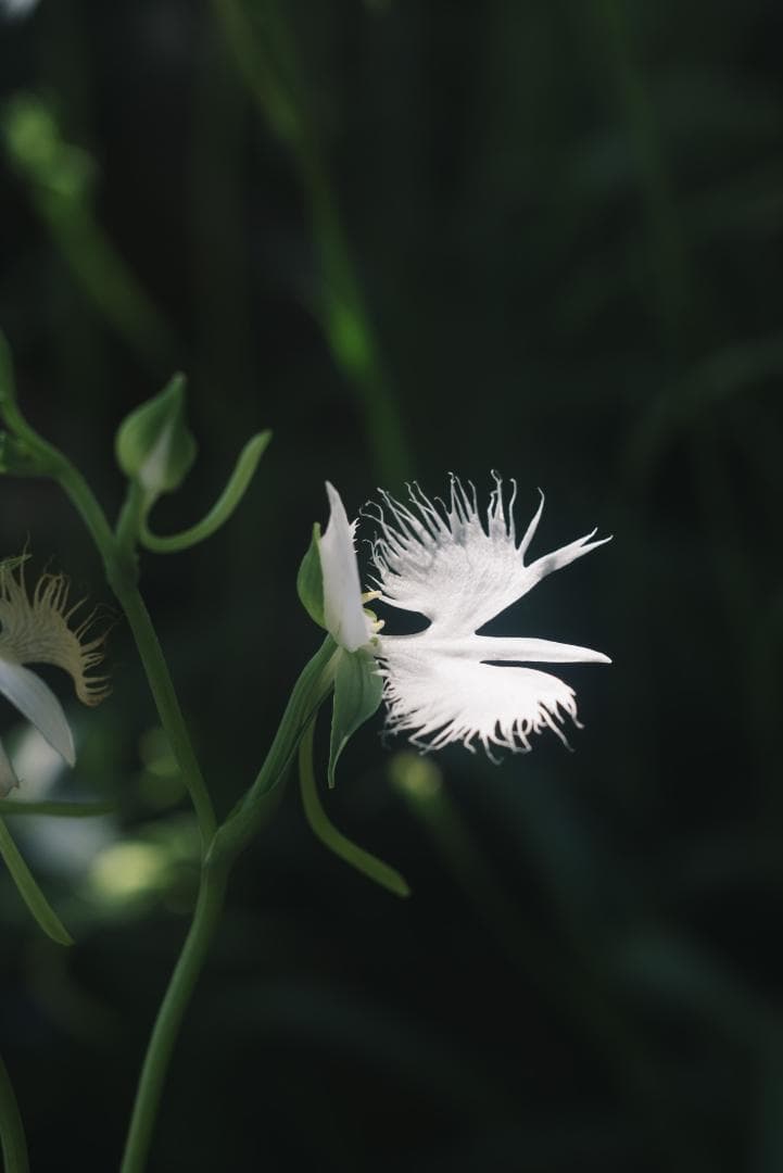 虹が出る！沈胴の巨人！Leica Elmar M 90mm F4 沈胴